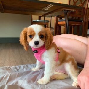 Cavalier King Charles Puppies For Sale