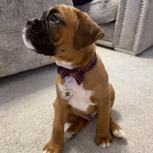 Boxer Puppies For Sale