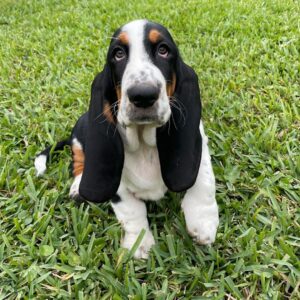 Basset Hound Puppies For Sale
