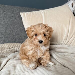 Maltipoo Puppies For Sale