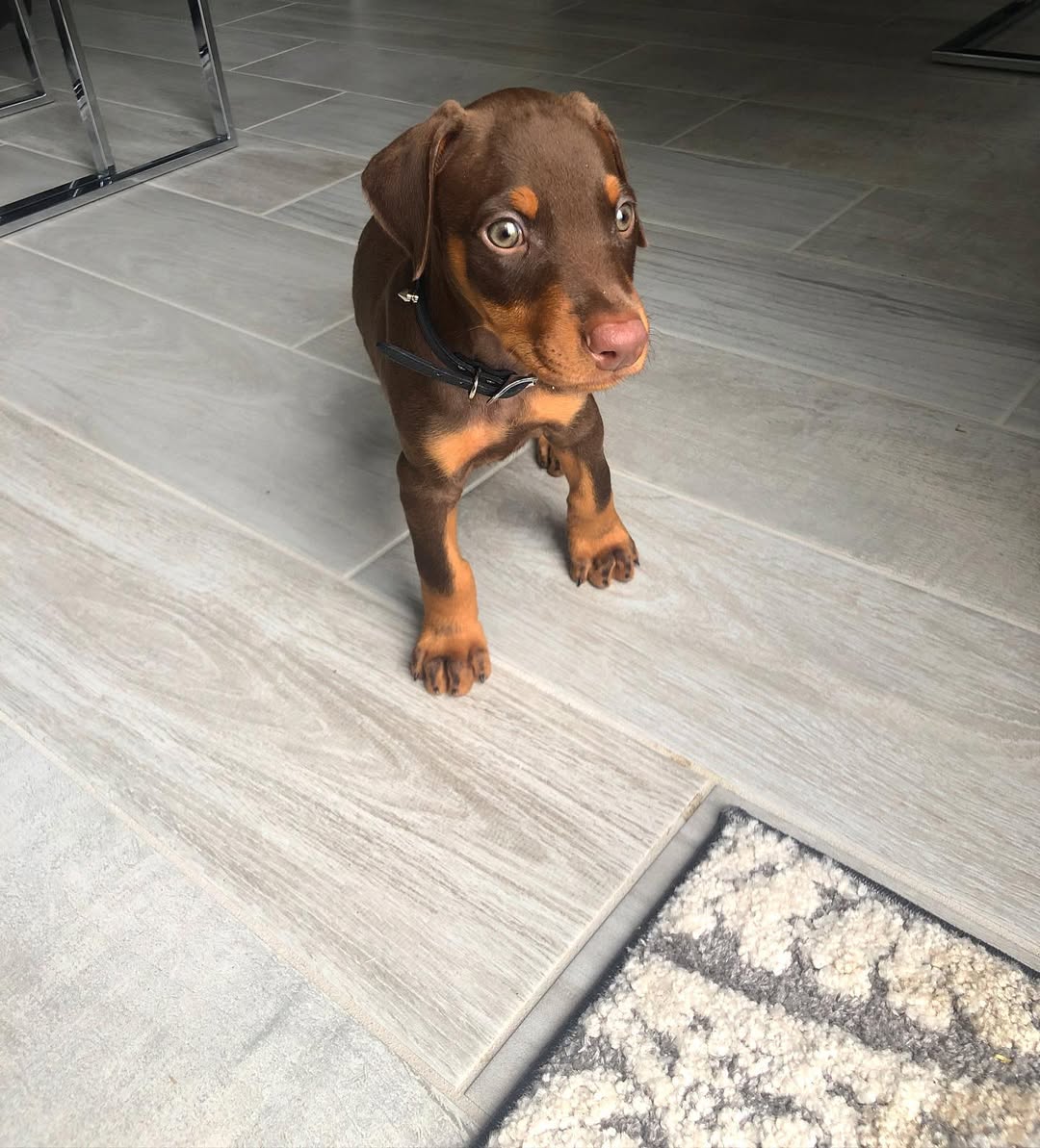 Doberman Puppies For Sale