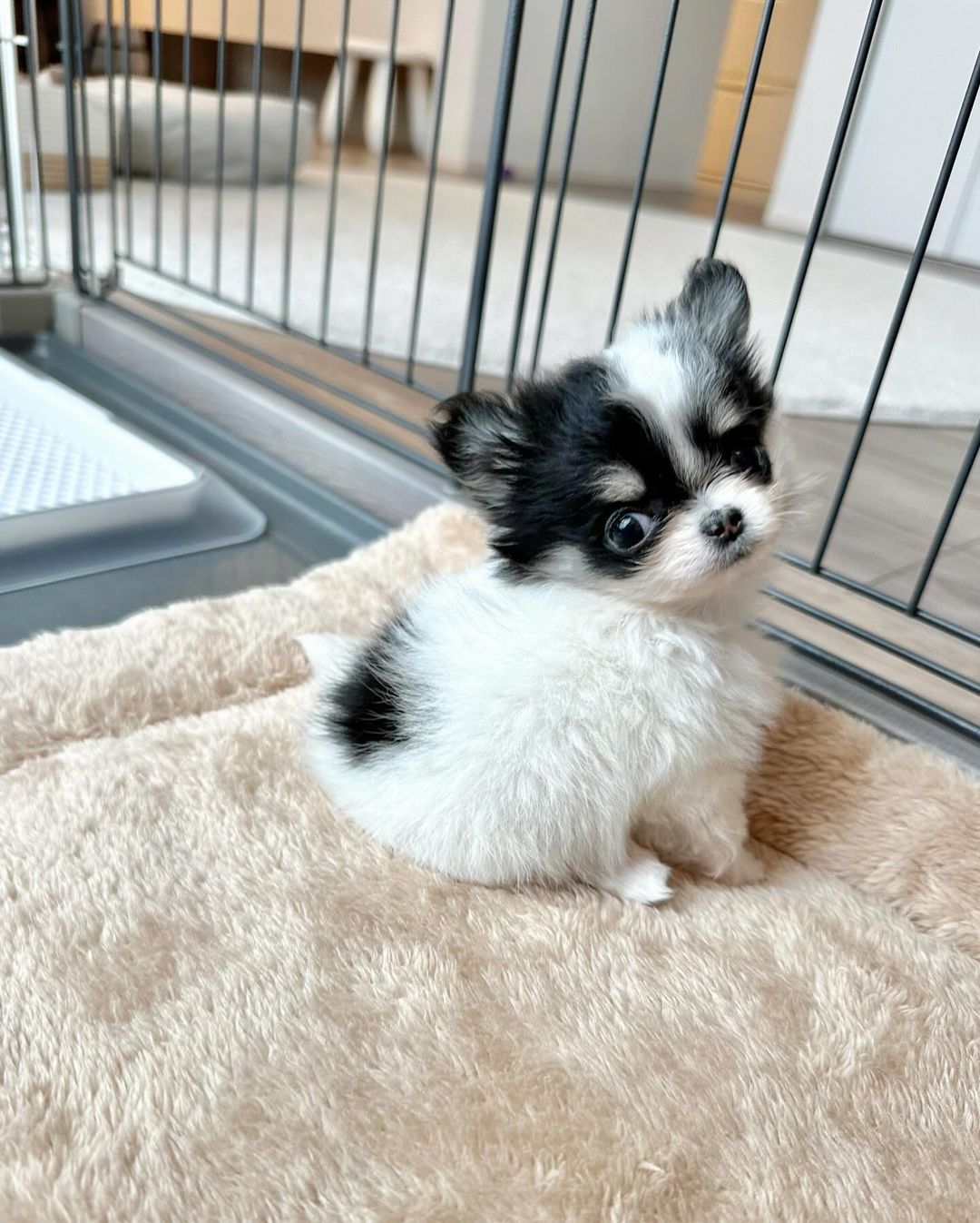 Chihuahua Puppies For Sale