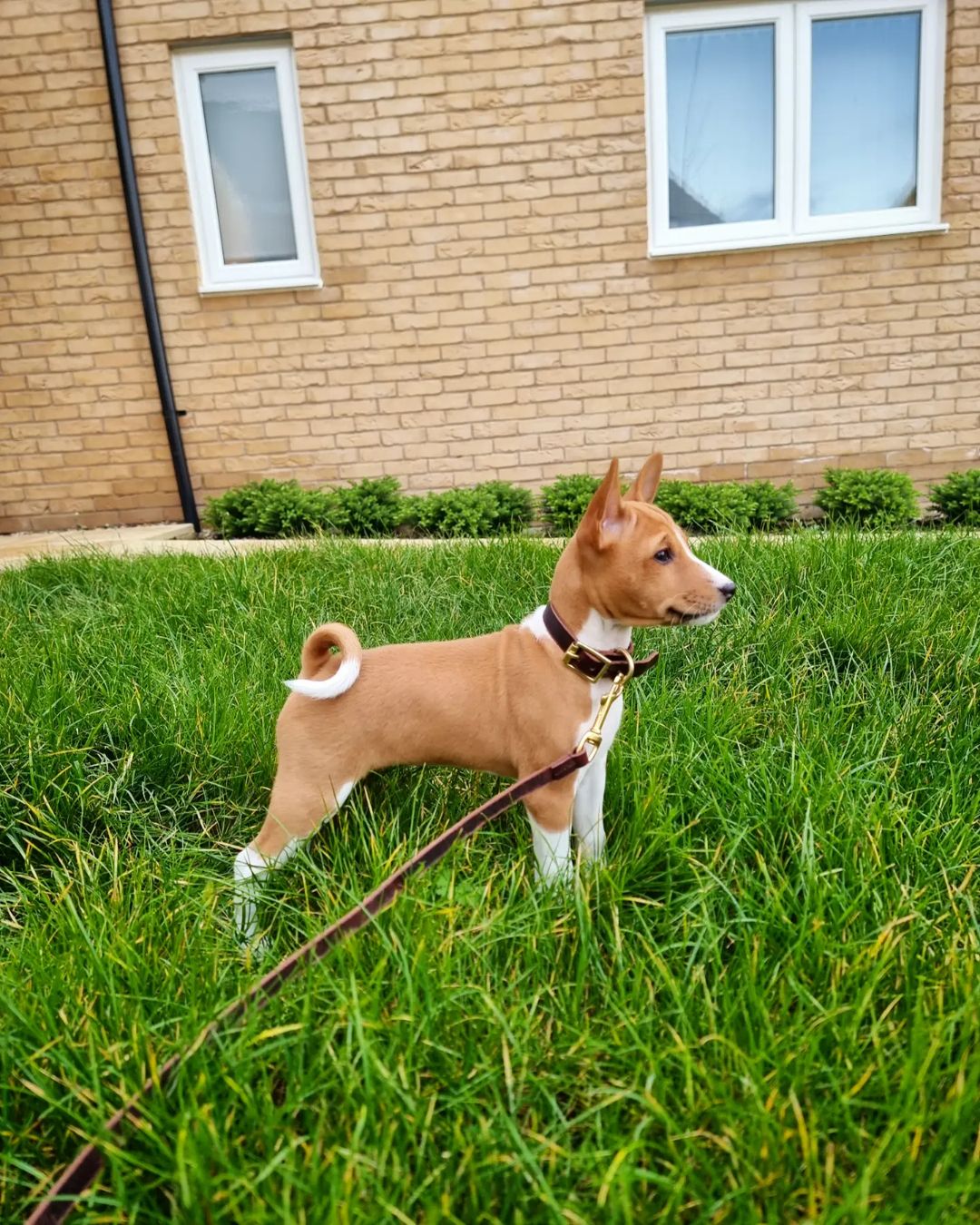 Basenji Puppies For Sale
