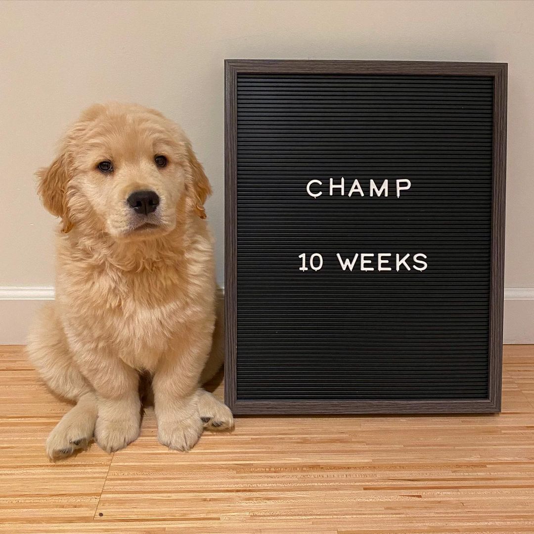 Champ (Male)