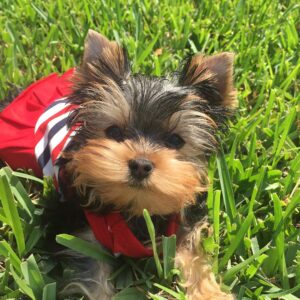 Yorkie Puppies For Sale
