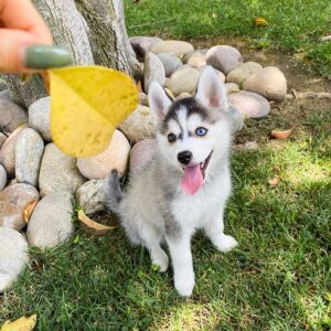 Pomsky Puppies For Sale