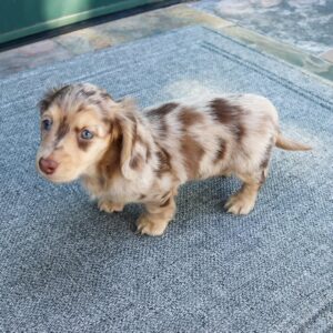 Dachshund Puppies For Sale