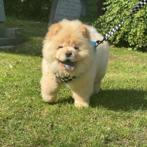 Chow Chow Puppies For Sale