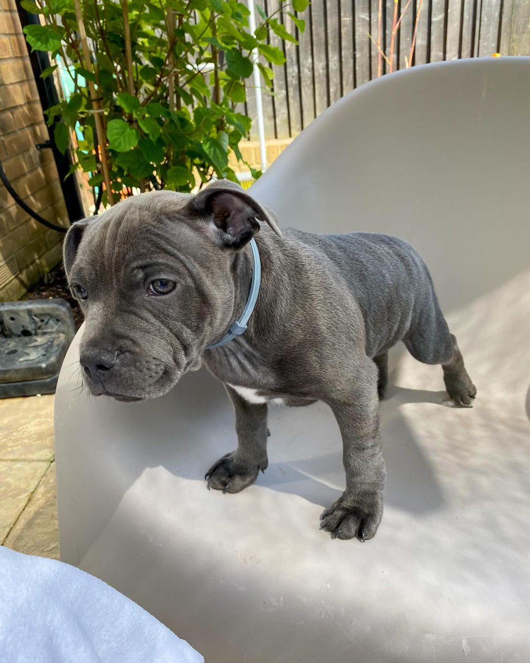 Staffordshire Bull Terrier Puppies For Sale