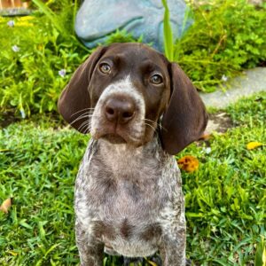 German Shorthaired Pointer Puppies for Sale
