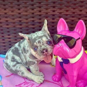 French Bulldog Puppies For Sale