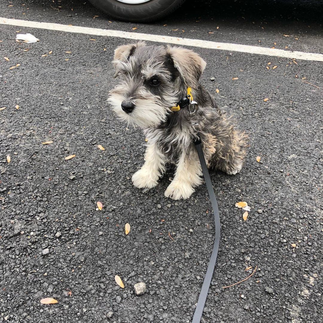 Schnauzer Puppies For Sale