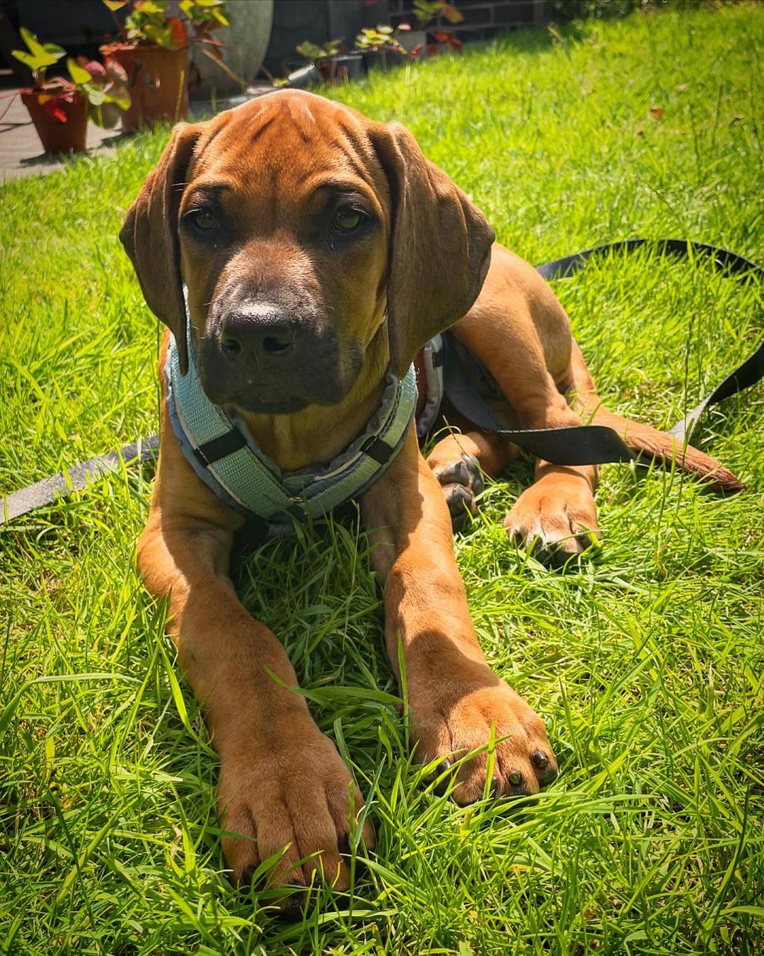 Rhodesian Ridgeback Puppies For Sale