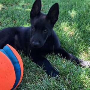 Belgian Malinois Puppies For Sale