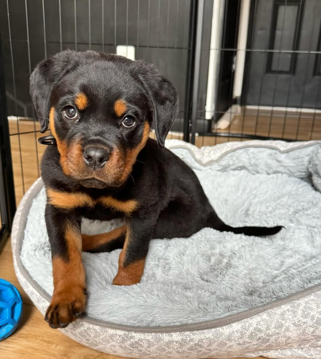 Rottweiler puppies for sale