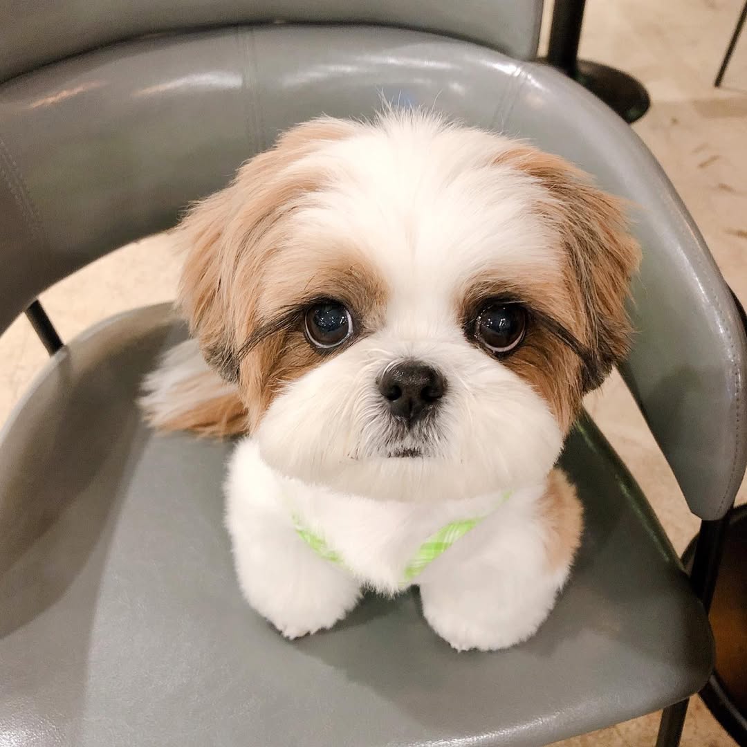 Shih Tzu Puppies For Sale