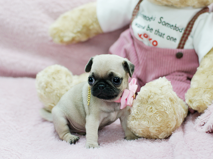 Pug Puppies For Sale