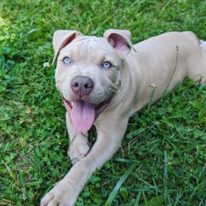 Pitbull Puppies For Sale