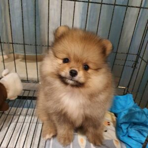 Pomeranian Puppies For Sale