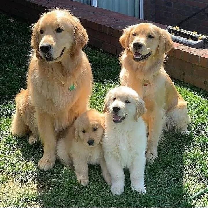 Golden Retriever family