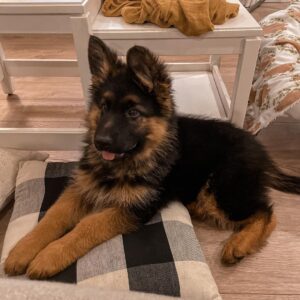 German Shepherd Puppies For Sale