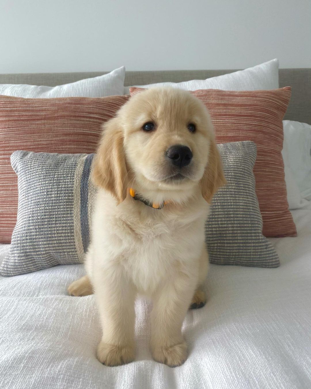 Find Golden Retriever