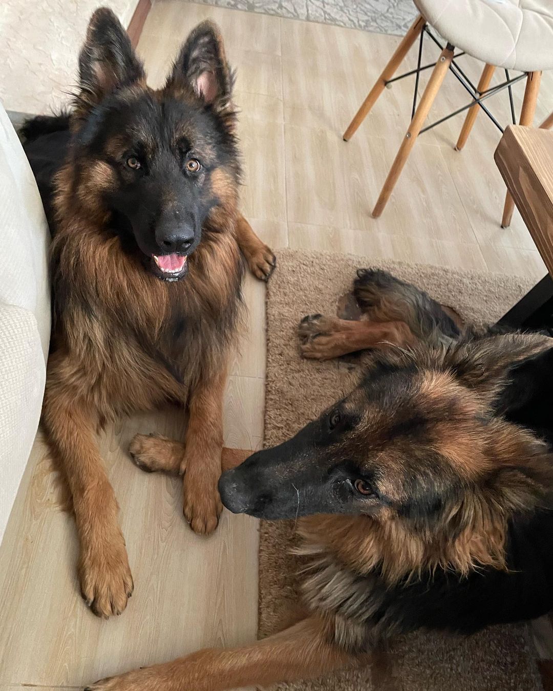 German Shepherd puppies