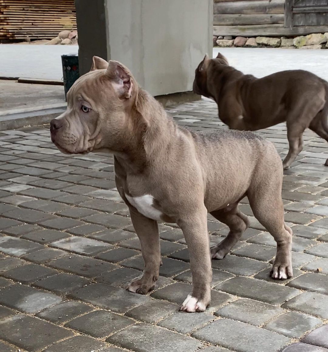 American XL Bully