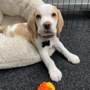 Beagle Puppies For Sale