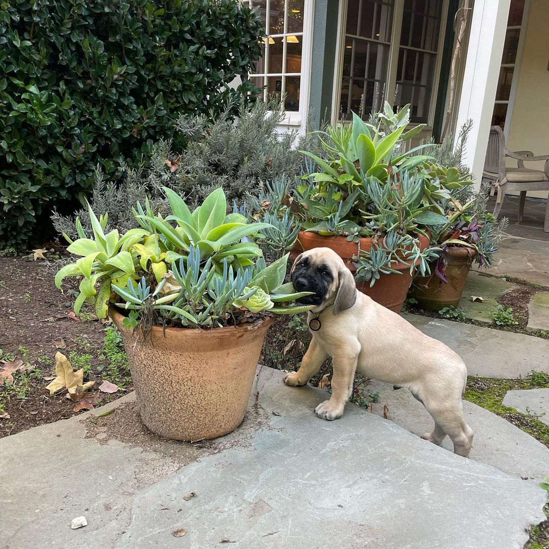 Mastiff Puppies For Sale