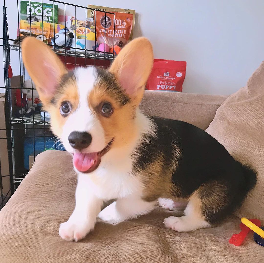 Welsh Pembroke Corgi Puppies For Sale