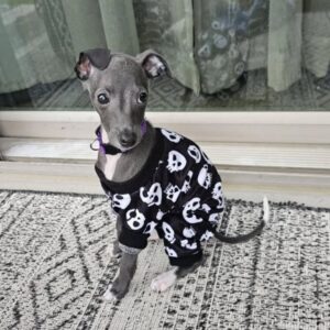 Greyhound Puppies For Sale