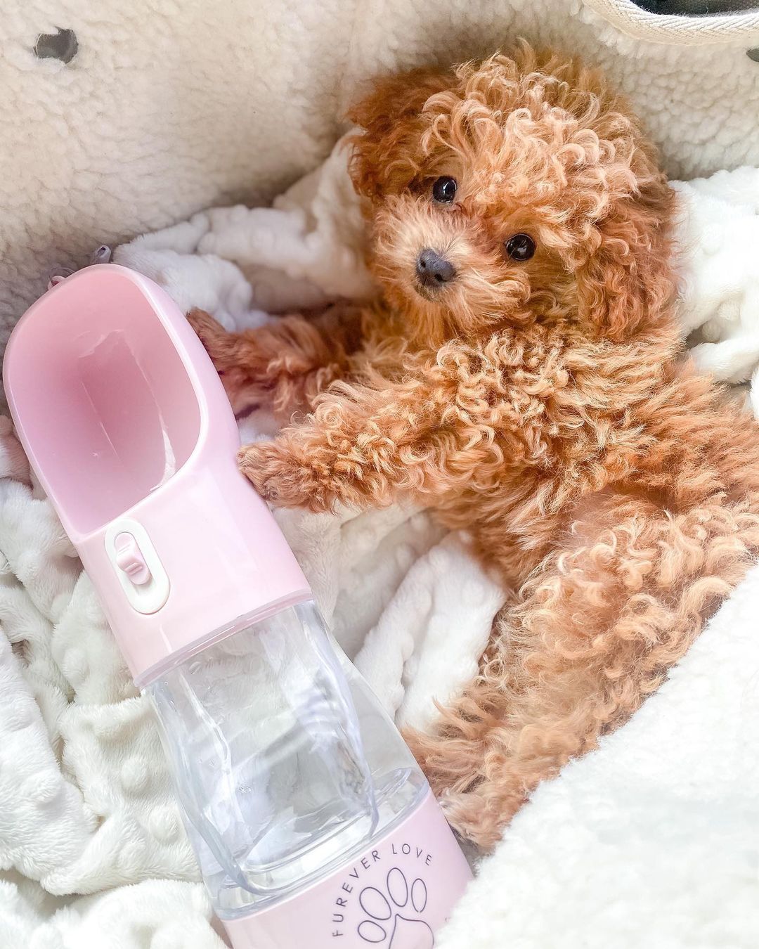 Poodle Puppies For Sale