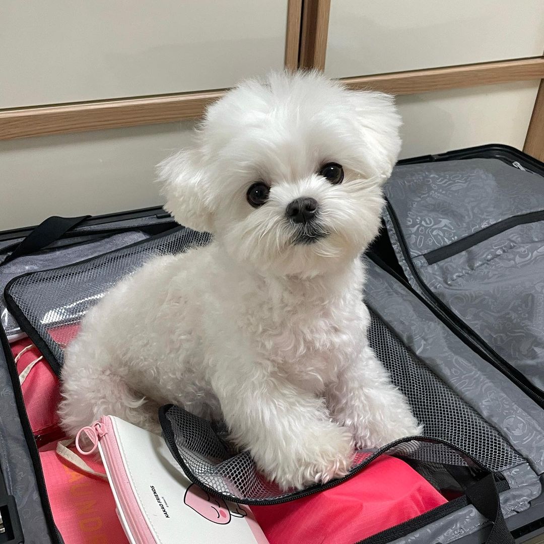 Maltese Puppies For Sale