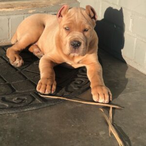 Cane Corso Puppies For Sale