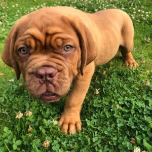 Dogue De Bordeaux Puppies for Sale