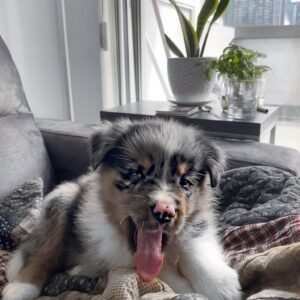 Australian Shepherd Puppies For Sale