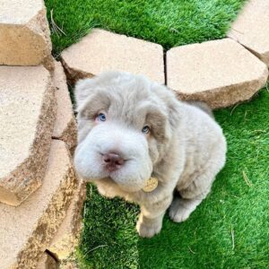 Shar Pei Puppies For Sale