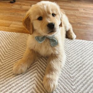 Golden Retriever Puppies For Sale