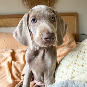 Weimaraner Puppies For Sale