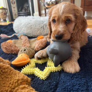Cocker Spaniel Puppies For Sale