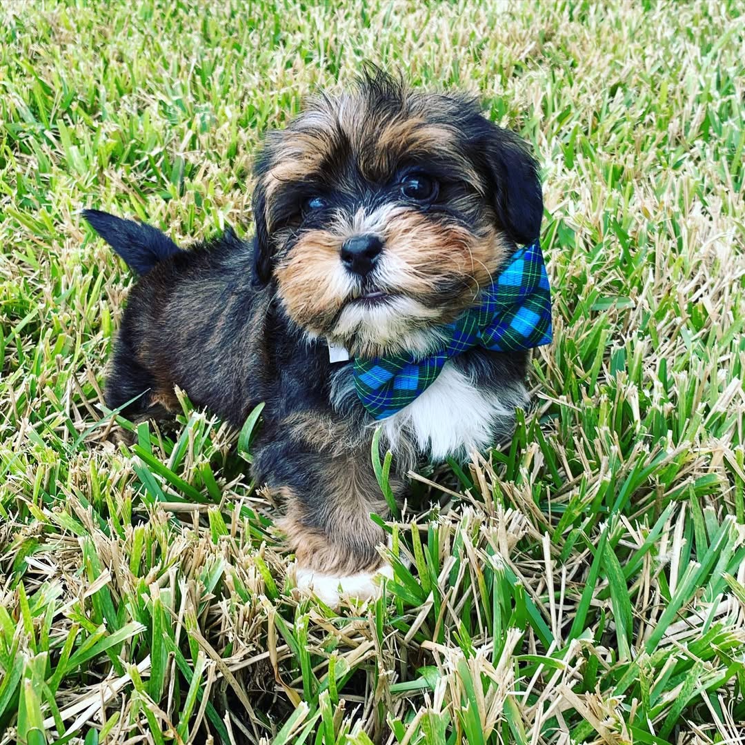 Havanese Puppies For Sale