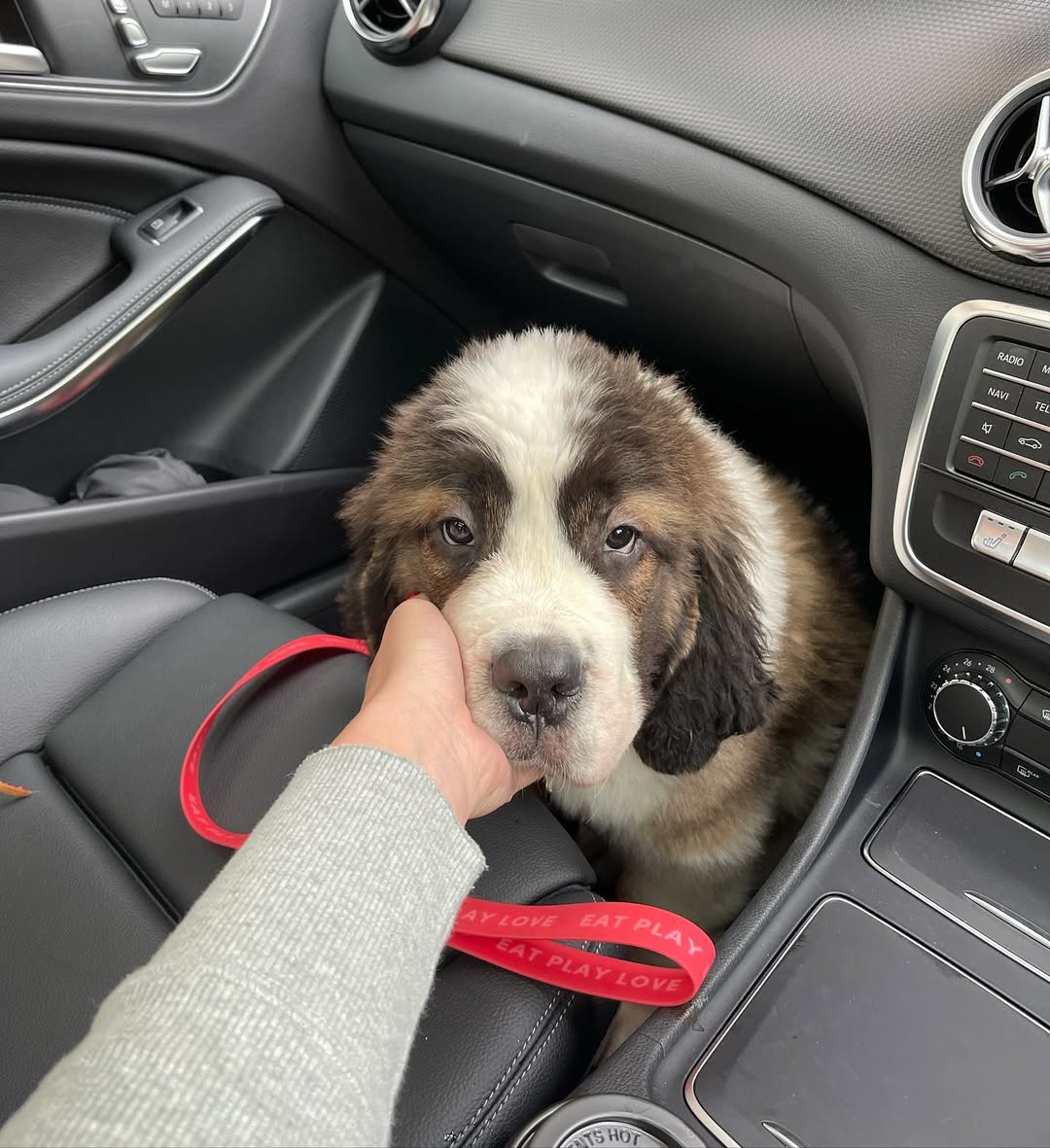 St Bernard Puppies For Sale