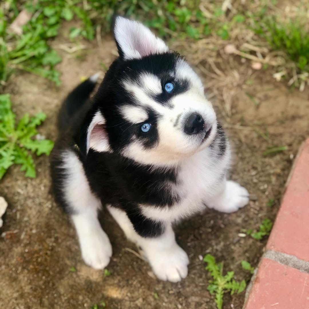 Siberian Husky Puppies For Sale