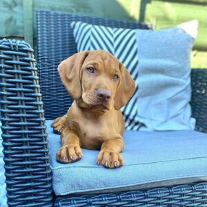 Vizsla Puppies For Sale