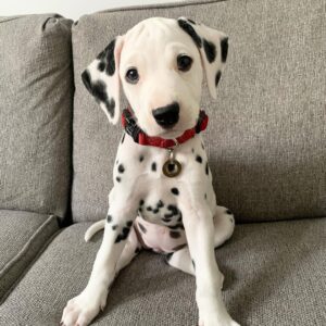 Dalmatian Puppies For Sale