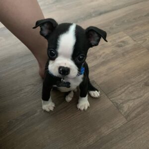 Boston Terrier Puppies For Sale