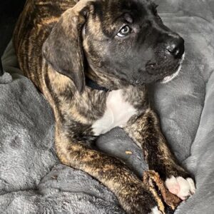 Boerboel puppies for sale
