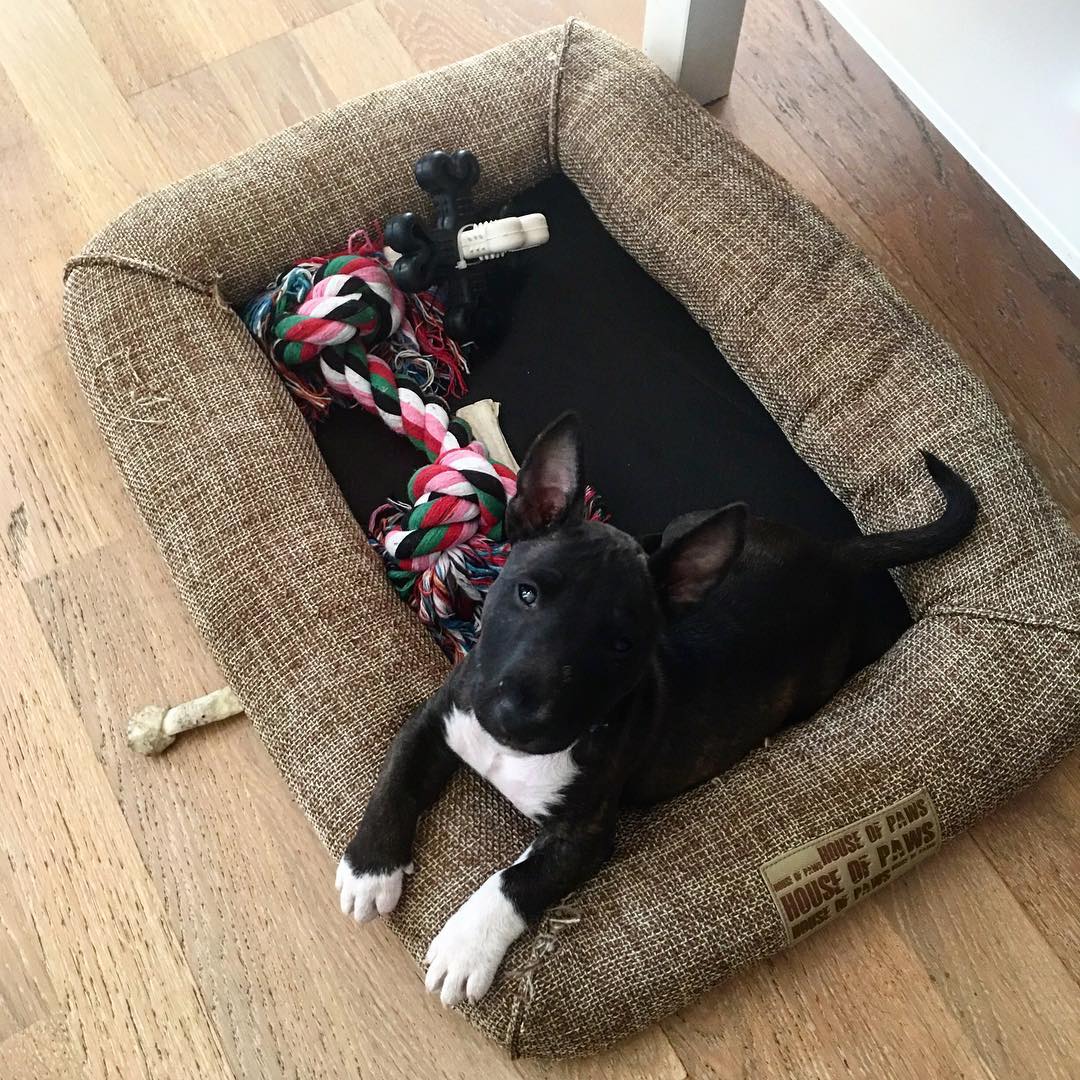 Bull Terrier Puppies For Sale