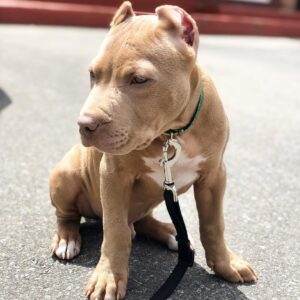 American XL Bully Puppies